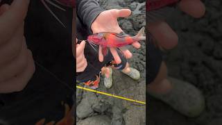 Moano manybar goatfish in Hawaii fishing [upl. by Adnerol606]