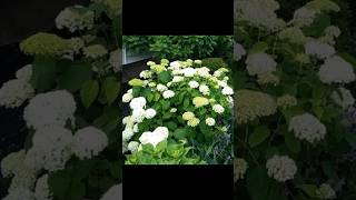 Do HYDRANGEAS Really NEED To Be PRUNED answer in video [upl. by Giliana]