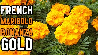 French Marigold Tagetes patula Bonanza Gold Flowers Leaves and Plant Identification amp Detail [upl. by Nirac]