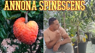 Annona spinescens [upl. by Liss286]