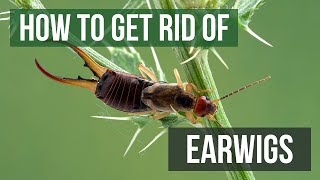 How to Get Rid of Earwigs 4 Easy Steps [upl. by Miko]