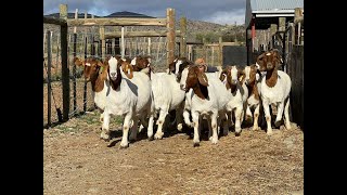 ACHIEVE 30 KGS IN 3 MONTHS FROM YOUR GOATS [upl. by Calysta]