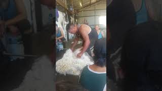 Cartwright TerryShearing Demo [upl. by Publus418]