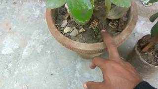 How to grow patharchatta plant care and tips  ‎Kalanchoe Pinnata [upl. by Ecnav207]