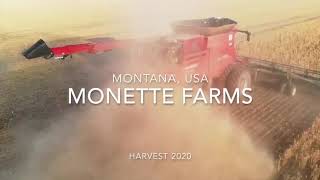 Monette Farms Winter Wheat Harvest 2020 Montana USA [upl. by Calabrese408]