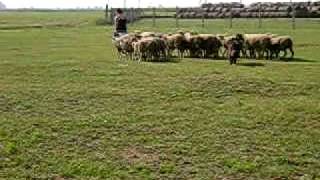 Murphy herding belgian sheepdog groenendael [upl. by Emmerich]