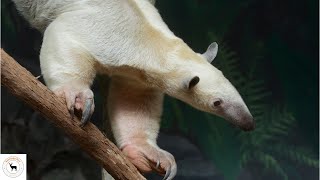 Tamandua  The Lesser Anteater [upl. by Almita]