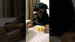 FACT ABOUT ROTTWEILER WHY MILITARY DONT USE ROTT3REASONrottweileryoutubeshortsdogpetsviral [upl. by Onitselec]