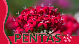 Heres What You Dont Know About Pentas Egyptian Starcluster Pentas lanceolata [upl. by Hnirt73]