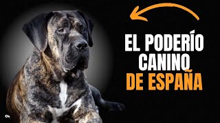 PRESA CANARIO 9 COSAS QUE DEBES SABER [upl. by Amando203]