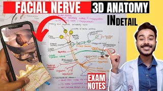 facial nerve anatomy 3d  facial nerve course anatomy  facial nerve branches anatomy [upl. by Drusilla]