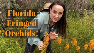 Florida Fringed Orchids [upl. by Gayelord]