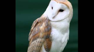 Tyto Alba Barn Owl 3 Hissing of elder [upl. by Atsejam]