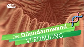 Dünndarmwand  Verdauung  alpha Lernen erklärt Biologie [upl. by Asennav954]