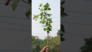 plant chorHow to grow allamanda flower plant from cuttinggardening plants houseplants reels [upl. by Seedman]