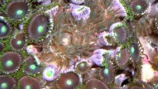 the best ways to get rid of majano anemone [upl. by Orth989]