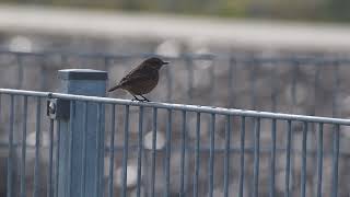 stonechat on fence [upl. by Agneta128]