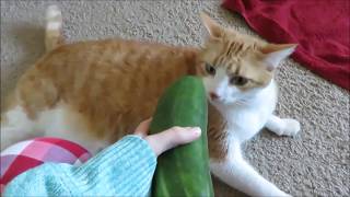 Cats VS Cucumbers 30 minutes [upl. by Dilan978]