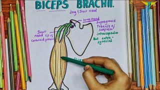 Biceps Brachii Muscle  Origin  Insertion Nerve supply  Actions  Clinical Testing [upl. by Adnerad]