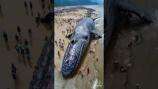 Kiye ho jabe blue whale shark ma😱❌factsscienceknowledgesciencshortvideo [upl. by Almira]