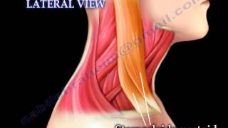 Muscle Anatomy Of The Neck  Everything You Need To Know  Dr Nabil Ebraheim [upl. by Alliuqet721]