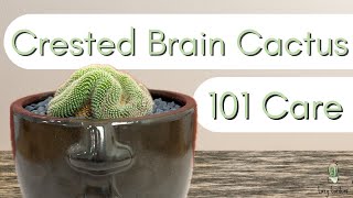 Crested Brain Cactus┃Mammillaria Cristata [upl. by Iam189]