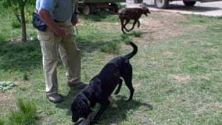 Paying fetch from ground with tennis ball toss  Buccleuch TemperanceAVI [upl. by Stodder628]