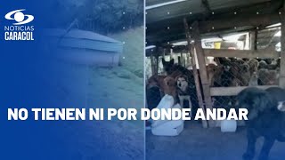 En Guatavita Cundinamarca fundación tiene hacinados a decenas de perros [upl. by Ahsoik114]