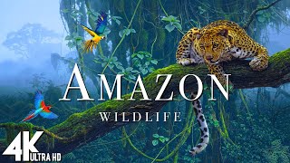 Top 3 Best Nikon Cameras For Wildlife Photography In 2024  New Video  Amazon Wildlife Moments [upl. by Anegal]