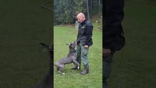 amstaff Pablo obedience training shorts amstaff pitbull [upl. by Griz]