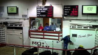 2010 World Livestock Auctioneer champion Kyle Shobemp4 [upl. by Xela]