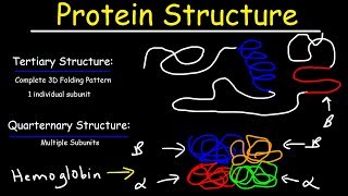 Protein Structure  Primary Secondary Tertiary amp Quarternary  Biology [upl. by Pavlish]