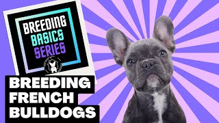 Breeding Basics Part 1 Breeding French Bulldogs  An Insight into the Process [upl. by Weidner]