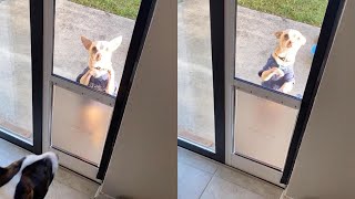 Chihuahua Cant Figure Out How To Use Dog Door [upl. by Russo]