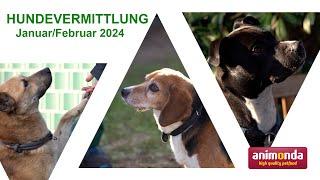 Hundevermittlung  JanuarFebruar 2024 Tierheim Hannover TV [upl. by Llerud257]