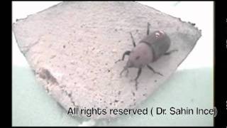 Red Palm Weevil Egg laying behavior [upl. by Fredenburg]