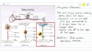 Nervous Tissue Structural Types of Neurons [upl. by Mariand]