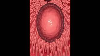 FERTILIZATION amp Menstrual Cycle 3D Animation [upl. by Erl]