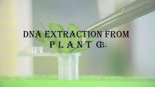 63 DNA Extraction from plant cells practical molecular biology from AtoZ  شرح بيولوجيا جزيئية [upl. by Michaeu748]