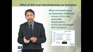 Effect of ACh amp Catecholamines on Excitation  Animal Physiologyamp Behavior Theory  ZOO502TTopic123 [upl. by Humberto]