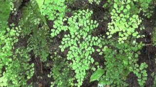 Delta Maidenhair fern Adiantum cuneatum raddianum Pteridaceae [upl. by Colston570]