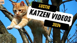 Katze springt vom Balkon Neue lustige Katzenvideos 😸🏡 [upl. by Trinee]