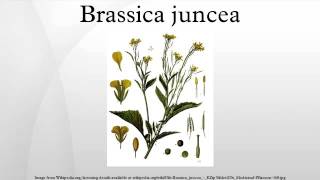 Brassica juncea [upl. by Aicenet660]