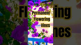 हमेशा फूल देने वाली बेल Permanent flowering vines  Beautiful flowers vines [upl. by Beaufert]