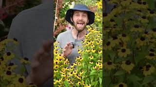 Rudbeckia triloba amp fulgida  Brown Eyed Susan and Orange Coneflower  A Deep Dive with Dan [upl. by Reg]