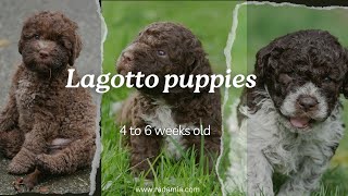 Lagotto Romagnolo puppies 4 to 6 weeks old [upl. by Nahtad]