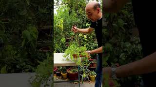 تقليم و تشكيل و زراعة نبتة قطر الندى Pruning and Growing Aptenia [upl. by Kus201]