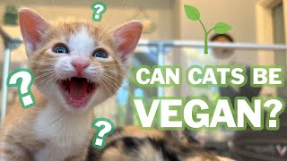 Can Cats Be Vegan [upl. by Alleb]