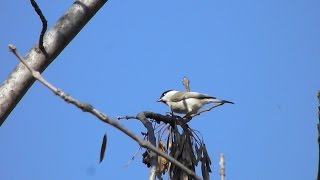 Pitigoi sur  Poecile palustris Marsh Tit [upl. by Aihsenot]