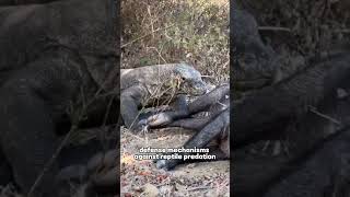 Komodo Dragon  Natures Astonishing and Terrifying Creature animals komodoindonesia [upl. by Aleinad]